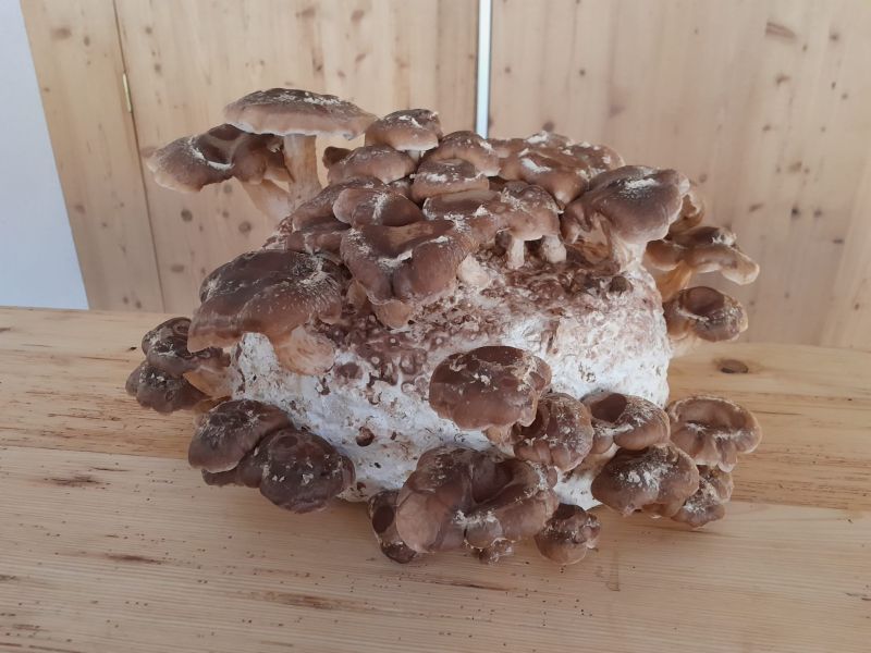 Der Shiitake