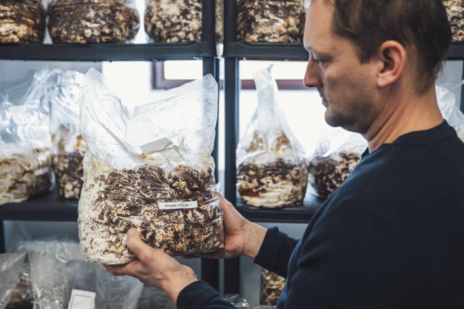 Kontrolle eines durchwachsenen Shiitake-Substratblocks