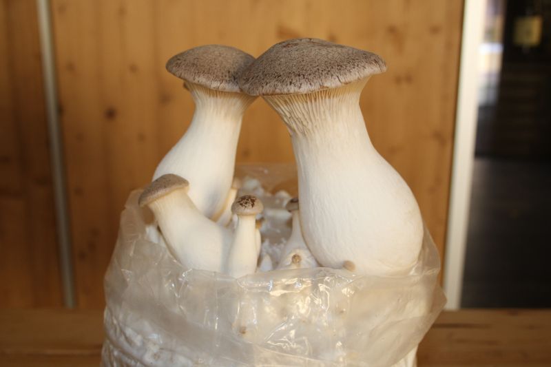 Kräuterseitling
